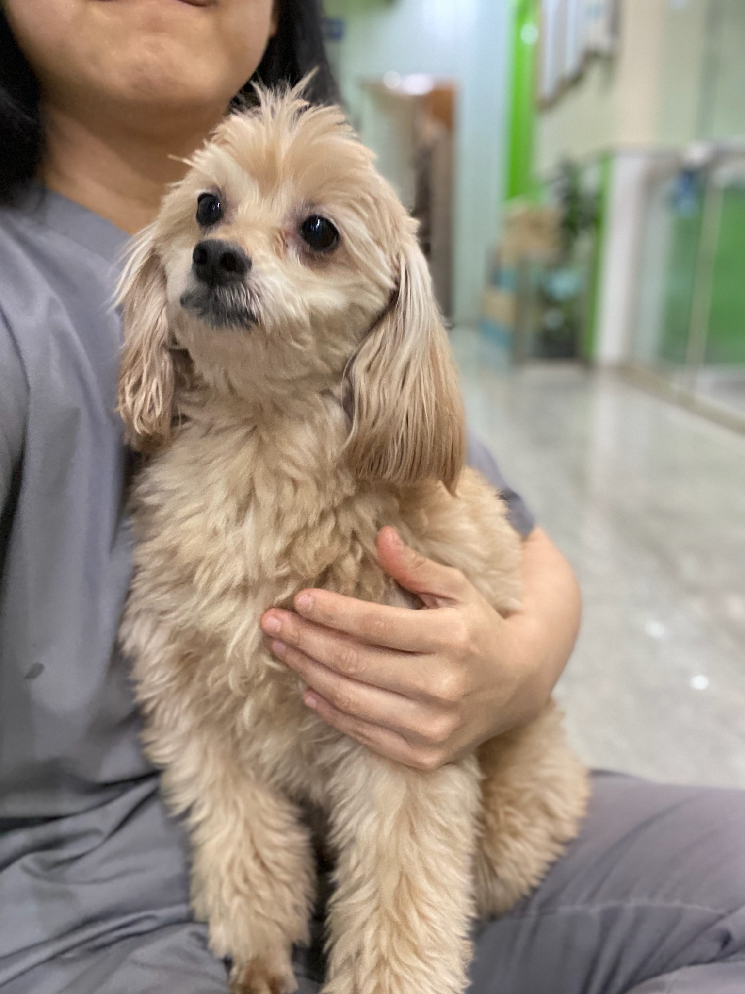 펫앤쉘터동물병원_441378202400081